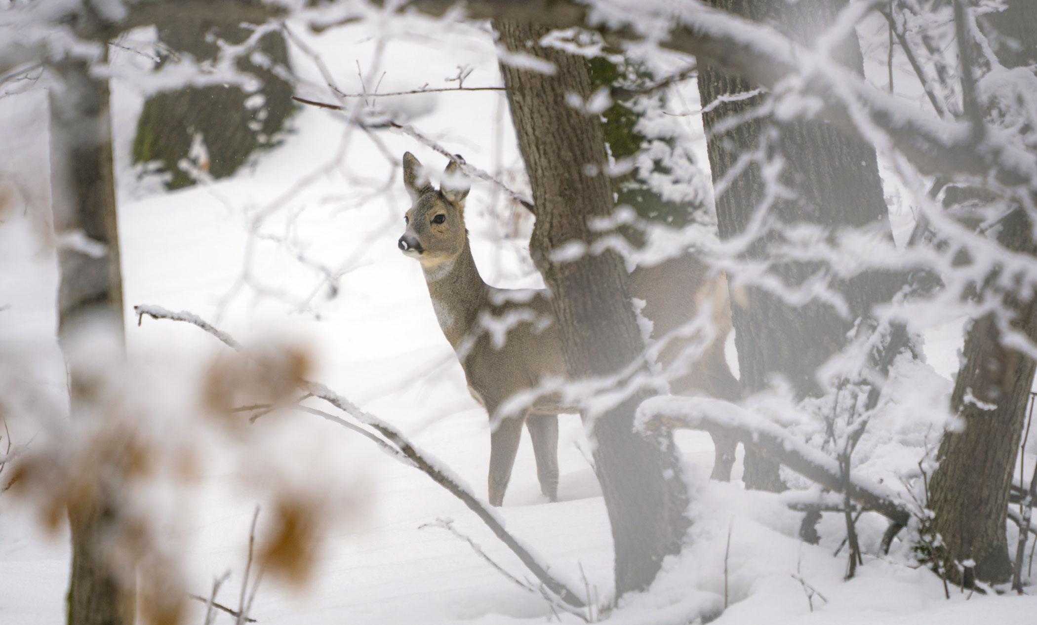 Piattaforma di osservazione dei cervi