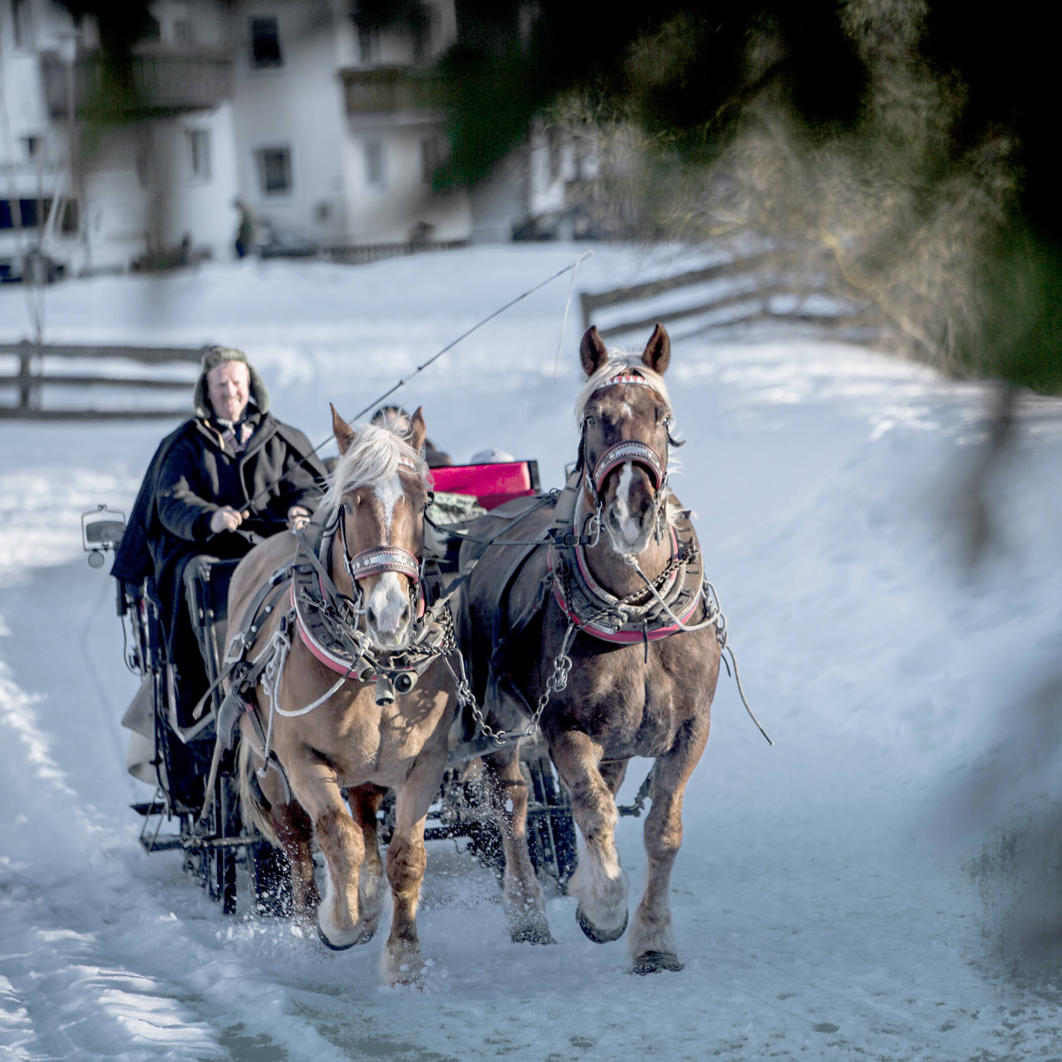 Giro in carrozza trainata da cavalli