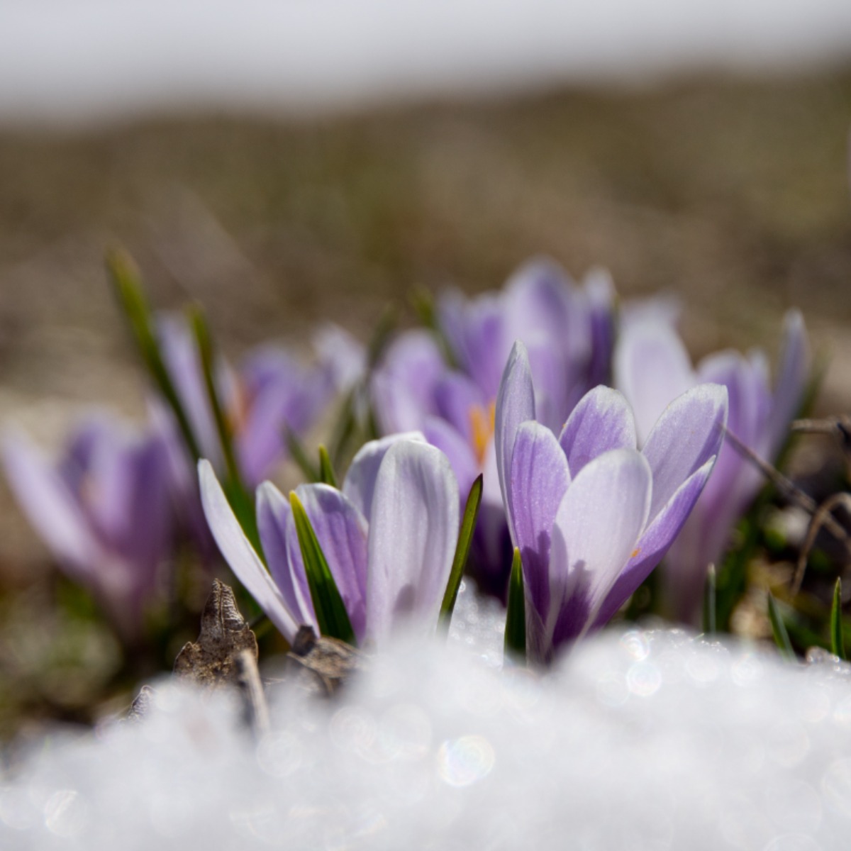 Romantic spring awakening